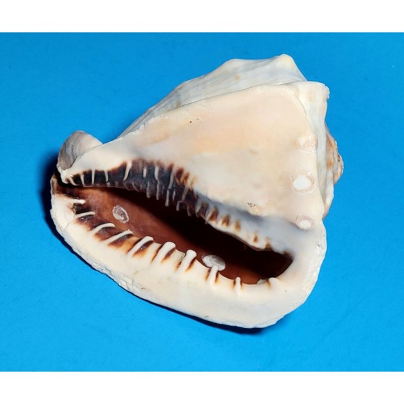 Queen Helmet Seashell Horned Gulf Conch Elaborate Opening 5" X 4" VGC! #A - Picture 3 of 10